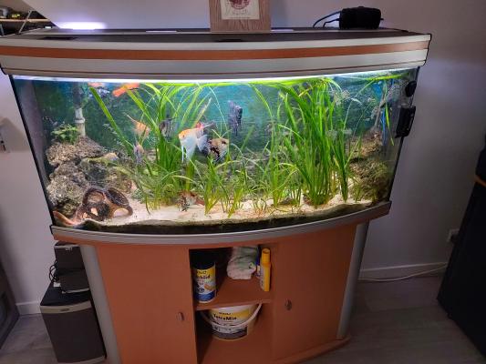 aquarium complet plante et poissons