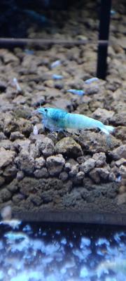 Crevettes Blue Bolt