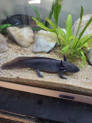 Vend superbe Axolotl noir 22 cm