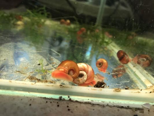 Divers Escargots d aquarium