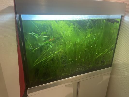 Aquarium avec poissons + meuble + pompe