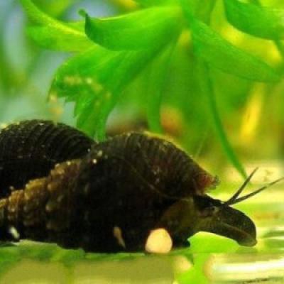 Escargots Tarebia Granifera noirs