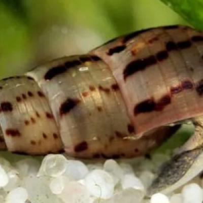 Escargots Melanoides Tuberculata