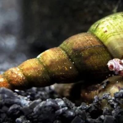 Escargots Melanoides Tuberculata