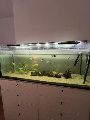 Aquarium 270L+ pompe JBL + chauffage + lampe LED