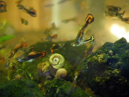 Guppy, guppies + Escargots, planorbes, physes