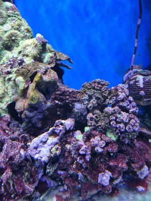 roches aquarium récifal