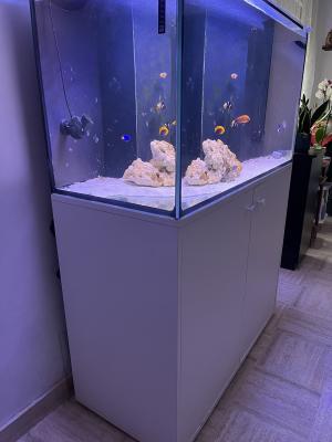 Aquarium 280L occasion - eau de mer