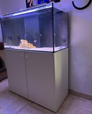 Aquarium 280L occasion - eau de mer