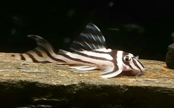 Pléco zébré (Hypancistrus Zebra) L46