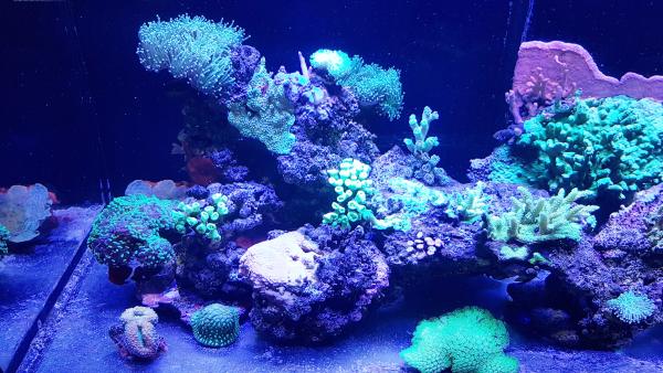 Aquarium récifal Red Sea Reefer XL 525 complet