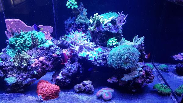 Aquarium récifal Red Sea Reefer XL 525 complet