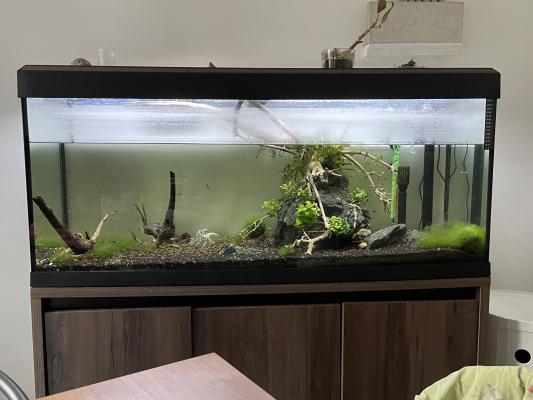 Aquarium Fluval 240 litres équipé avec sable, plantes et poissons (en option)