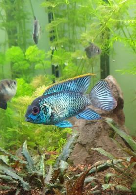 Acara bleu