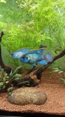 Acara bleu