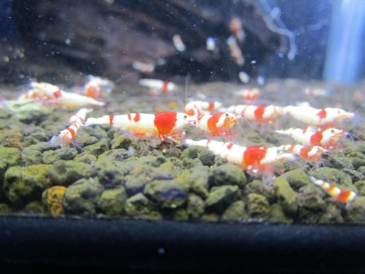 Crevettes CRS PRL