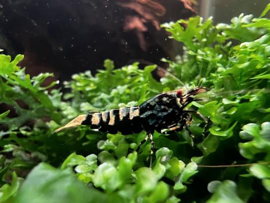 Crevettes galaxy black