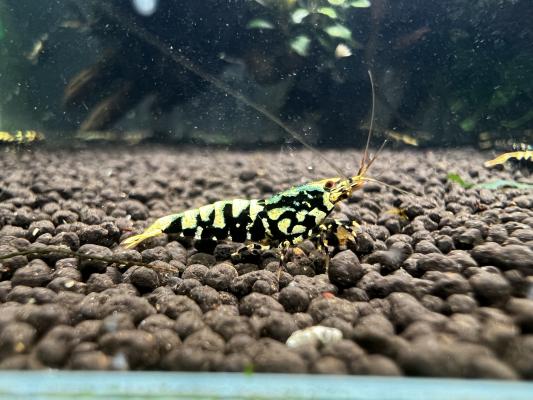 Crevettes galaxy black