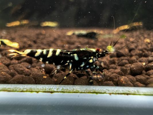 Crevettes galaxy black