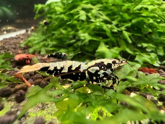 Crevettes galaxy black