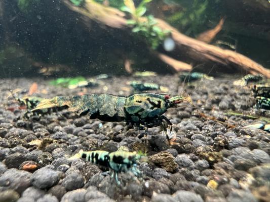 Crevettes galaxy black