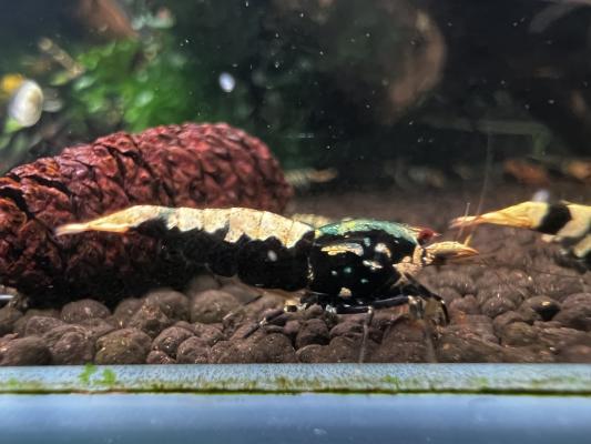 Crevettes galaxy black