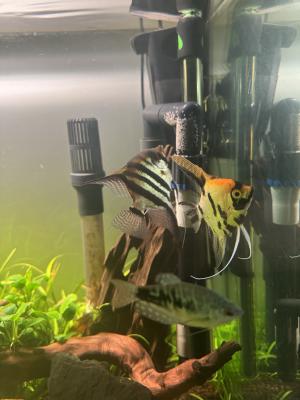 Scalaire 4 cm