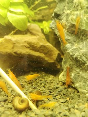 Neocaridina heteropoda Sunkist Orange