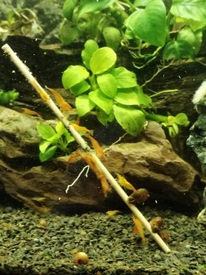 Neocaridina heteropoda Sunkist Orange