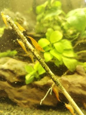 Neocaridina heteropoda Sunkist Orange