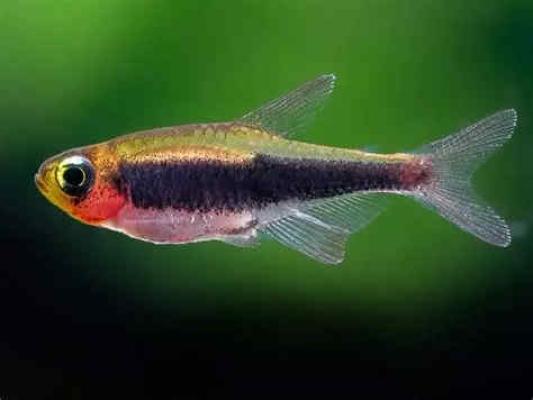 Tucanoichthys tucano