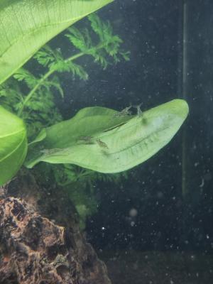 Donne crevettes neocaridina
