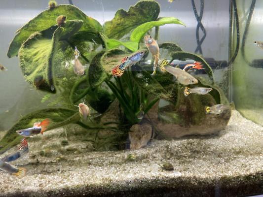 Guppys