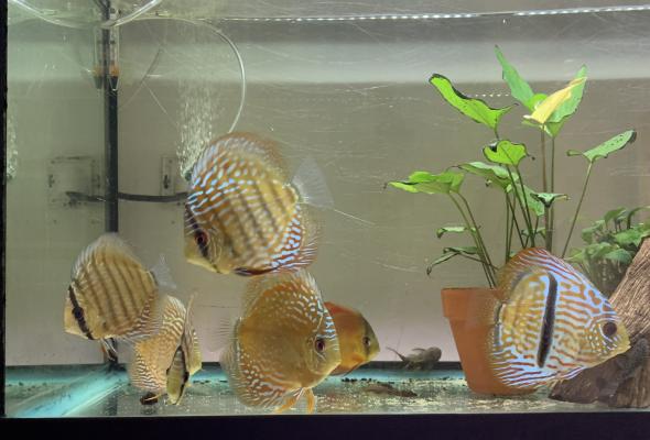 Discus