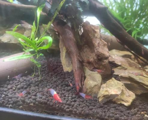 Crevettes neocaridina rili red