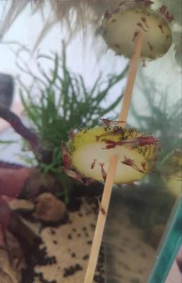 Crevettes neocaridina rili red