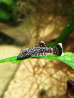 Ancistrus