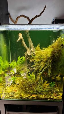 Aquarium Denerle 60L
