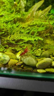 Aquarium Denerle 60L