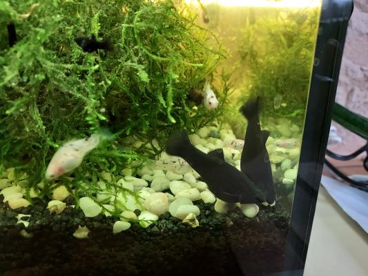 Donne poissons