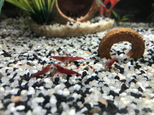 Crevettes red cherry