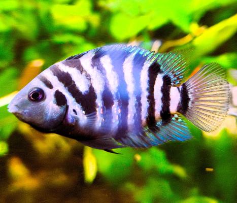Cichlidé Nigrofasciatus