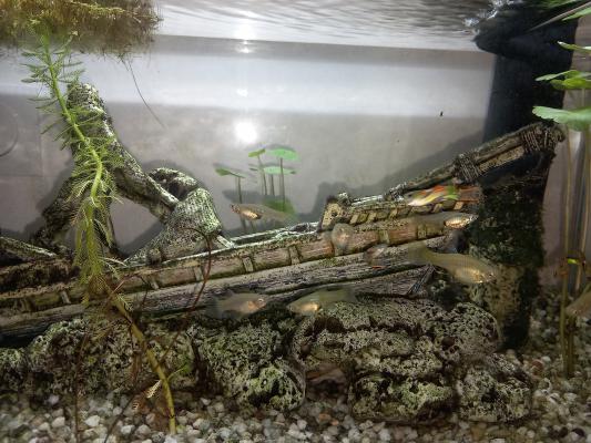 Aquarium 58 litres + meuble