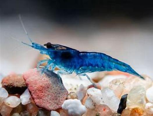 crevettes blue velvet
