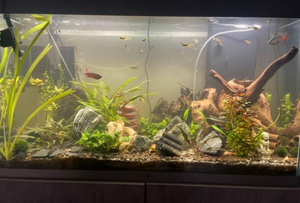 Aquarium ciano 200