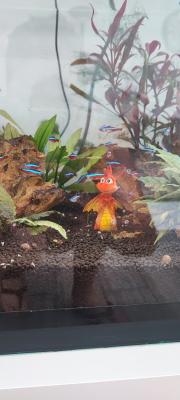 Aquarium
