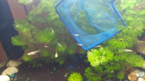 alevins Guppy