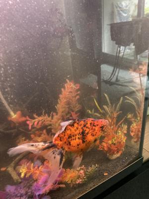 Poisson japonais