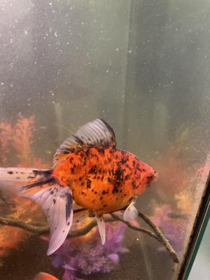 Poisson japonais