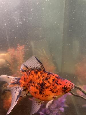 Poisson japonais